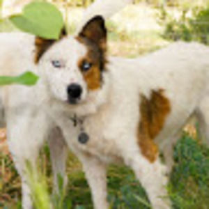 Meet your Posher, Dog